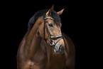 Oldenburg Horse