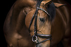 Oldenburg Horse