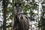 Oldenburg Horse
