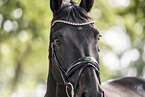 Oldenburg Horse