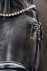 Oldenburg Horse