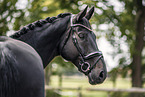 Oldenburg Horse