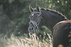 Oldenburg Horse