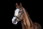 Oldenburg Horse