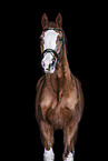 Oldenburg Horse