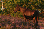 Oldenburg mare