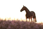 Oldenburg mare