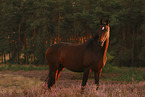 Oldenburg mare