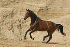 Oldenburg mare