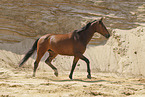 Oldenburg mare
