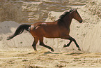 Oldenburg mare