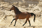 Oldenburg mare
