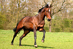 Oldenburg mare