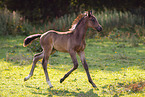 Oldenburg Horse