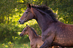 Oldenburg Horse