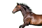 Oldenburg Horse