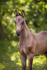 Oldenburg Horse