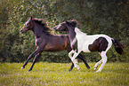 Oldenburg Horses