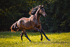 Oldenburg Horse