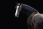 Oldenburg Horse