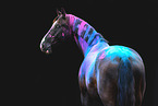 Oldenburg Horse