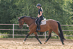 Oldenburg Horse