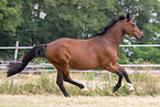 Oldenburg Horse