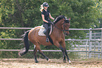 Oldenburg Horse