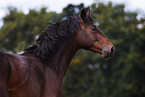 Oldenburg Horse