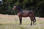 Oldenburg Horse