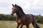 Oldenburg Horse