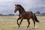 Oldenburg Horse