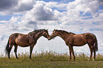 Oldenburg Horse