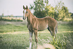 Oldenburg Horse foal