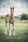Oldenburg Horse foal