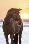 Oldenburg Horse mare