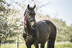 Oldenburg Horse mare