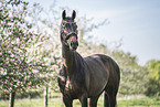 Oldenburg Horse mare