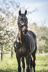 Oldenburg Horse mare