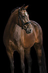 Oldenburg Horse mare