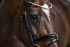 Oldenburg Horse mare