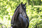 Oldenburg Horse mare