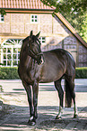 Oldenburg Horse mare