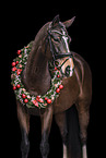 Oldenburg Horse mare