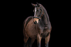 Oldenburg Horse mare