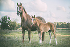 Oldenburg Horses