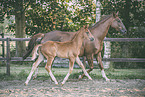 Oldenburg Horses