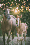Oldenburg Horses