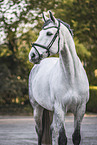 Oldenburg Horse gelding