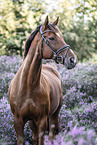 Oldenburg Horse gelding
